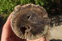 Polished Petrified Wood Branch Pieces x 3 From Gokwe, Zimbabwe