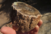 Polished Petrified Wood Branch Pieces x 3 From Gokwe, Zimbabwe