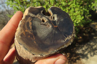 Polished Petrified Wood Branch Pieces x 3 From Gokwe, Zimbabwe