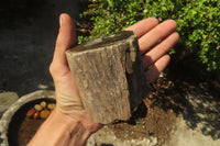 Polished Petrified Wood Branch Pieces x 3 From Gokwe, Zimbabwe