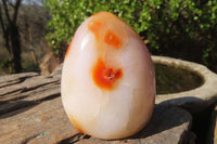 Polished Carnelian Standing Free Forms x 4 From Madagascar