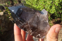 Polished Smokey Quartz Crystal Specimens x 2 From Zomba, Malawi