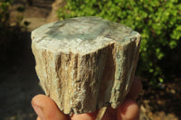 Polished Petrified Wood Branch Pieces x 5 From Gokwe, Zimbabwe