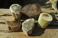 Polished Petrified Wood Branch Pieces x 5 From Gokwe, Zimbabwe