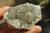 Polished Petrified Wood Branch Pieces x 5 From Gokwe, Zimbabwe