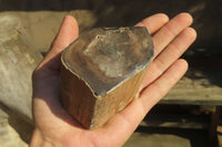 Polished Petrified Wood Branch Pieces x 5 From Gokwe, Zimbabwe