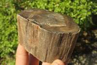 Polished Petrified Wood Branch Pieces x 5 From Gokwe, Zimbabwe