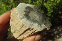 Polished Petrified Wood Branch Pieces x 5 From Gokwe, Zimbabwe