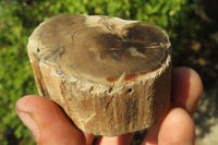 Polished Petrified Wood Branch Pieces x 5 From Gokwe, Zimbabwe