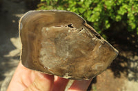 Polished Petrified Wood Branch Pieces x 5 From Gokwe, Zimbabwe