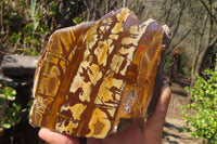 Polished On One Side Nguni Jasper Specimens x 2 From Prieska, South Africa