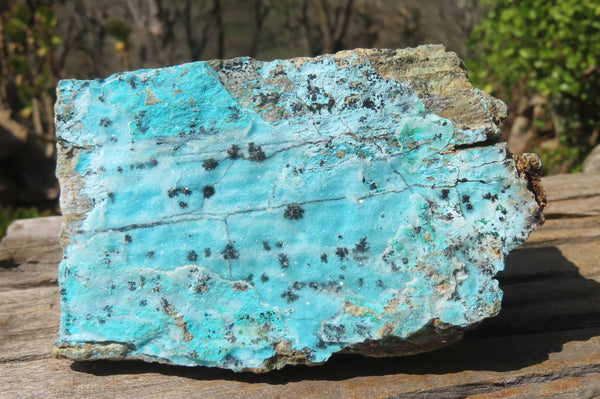 Natural Drusy Coated Chrysocolla Specimen x 1 From Congo