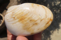 Natural Bivalve Fossil Clams x 6 From Tulear, Madagascar