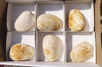 Natural Bivalve Fossil Clams x 6 From Tulear, Madagascar