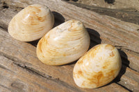 Natural Bivalve Fossil Clams x 6 From Tulear, Madagascar