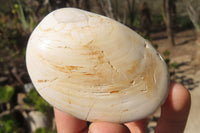 Natural Bivalve Fossil Clams x 6 From Tulear, Madagascar