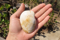 Natural Bivalve Fossil Clams x 6 From Tulear, Madagascar