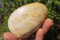 Natural Bivalve Fossil Clams x 6 From Tulear, Madagascar