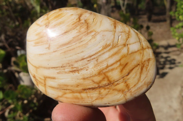 Polished Bivalve Fossil Clams x 6 From Tulear, Madagascar