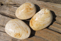 Natural Bivalve Fossil Clams x 6 From Tulear, Madagascar