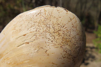 Natural Bivalve Fossil Clams x 6 From Tulear, Madagascar