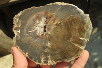 Polished Petrified Wood Slices x 6 From Gokwe, Zimbabwe