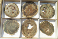 Polished Petrified Wood Slices x 6 From Gokwe, Zimbabwe