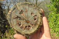 Polished Petrified Wood Slices x 6 From Gokwe, Zimbabwe