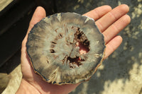 Polished Petrified Wood Slices x 6 From Gokwe, Zimbabwe