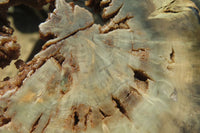 Polished Petrified Wood Slices x 6 From Gokwe, Zimbabwe