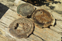 Polished Petrified Wood Slices x 6 From Gokwe, Zimbabwe