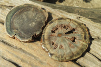 Polished Petrified Wood Slices x 6 From Gokwe, Zimbabwe