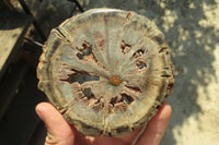 Polished Petrified Wood Slices x 6 From Gokwe, Zimbabwe