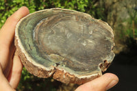 Polished Petrified Wood Slices x 6 From Gokwe, Zimbabwe