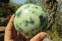 Polished Leopard Stone Spheres x 2 From Nyanga, Zimbabwe