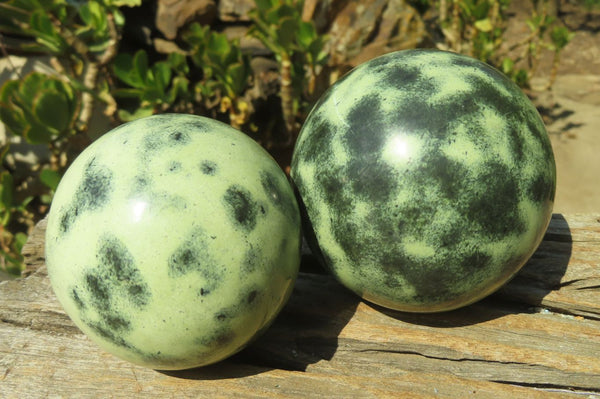 Polished Leopard Stone Spheres x 2 From Nyanga, Zimbabwe