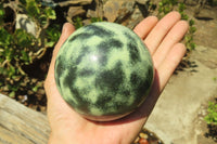 Polished Leopard Stone Spheres x 2 From Nyanga, Zimbabwe