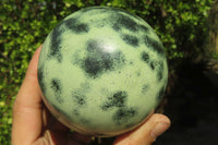 Polished Leopard Stone Spheres x 2 From Nyanga, Zimbabwe