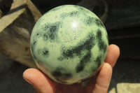 Polished Leopard Stone Spheres x 2 From Nyanga, Zimbabwe