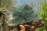 Natural Botryoidal Malachite Specimen x 1 From Kolwezi, Congo