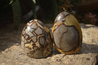 Polished Septerye Standing Free Forms x 2 From Mahajanga, Madagascar