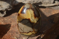 Polished Septerye Standing Free Forms x 2 From Mahajanga, Madagascar