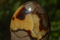 Polished Septerye Standing Free Forms x 2 From Mahajanga, Madagascar