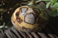 Polished Septerye Standing Free Forms x 2 From Mahajanga, Madagascar