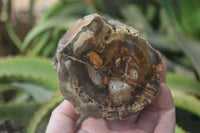 Polished Petrified Wood Branch Pieces x 3 From Gokwe, Zimbabwe