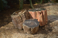 Polished Petrified Wood Branch Pieces x 3 From Gokwe, Zimbabwe