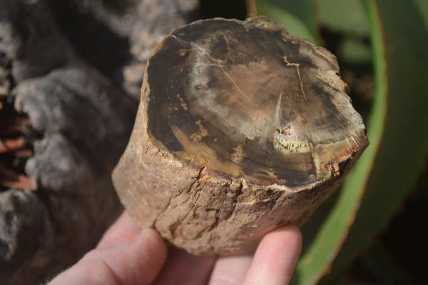 Polished Petrified Wood Branch Pieces x 3 From Gokwe, Zimbabwe