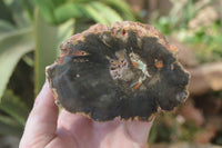 Polished Petrified Wood Branch Pieces x 3 From Gokwe, Zimbabwe