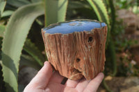 Polished Petrified Wood Branch Pieces x 3 From Gokwe, Zimbabwe