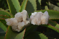 Natural Limonite Spirit Quartz Clusters x 12 From Boekenhouthoek, South Africa